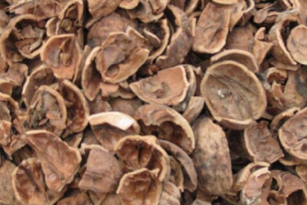 核桃殼泡水喝有什么好處 大核桃殼的功效與作用