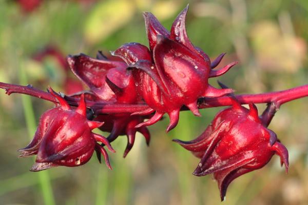 洛神花功效與作用 洛神花藥用價值