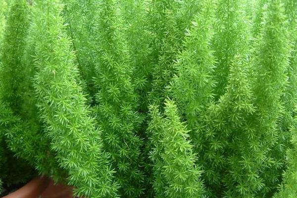 天門冬功效與作用及禁忌 天門冬藥用價值