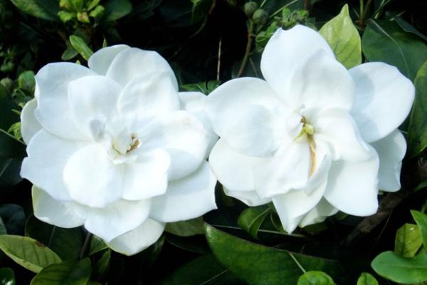 梔子花有哪些顏色 梔子花有哪些品種