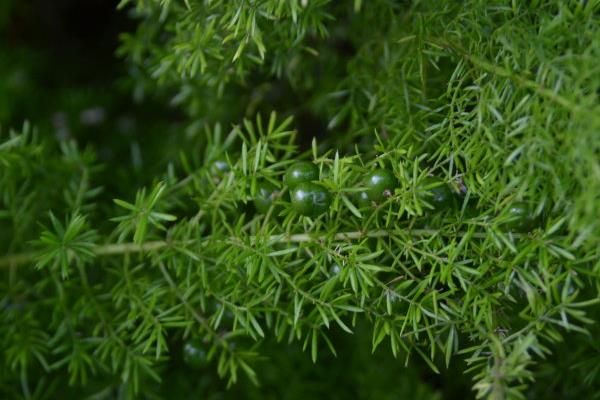 天門冬功效與作用及禁忌 天門冬藥用價值