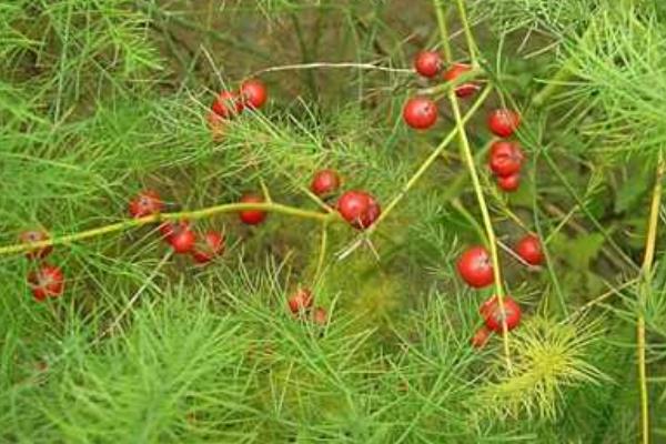 天門冬功效與作用及禁忌 天門冬藥用價值