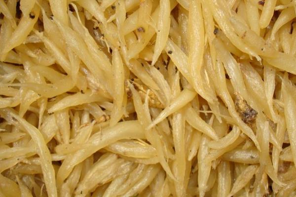 天門冬市場價格多少錢一斤 天門冬的挑選方法