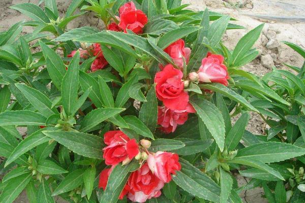 茶花鳳仙圖片大全 茶花鳳仙是鳳仙花嗎