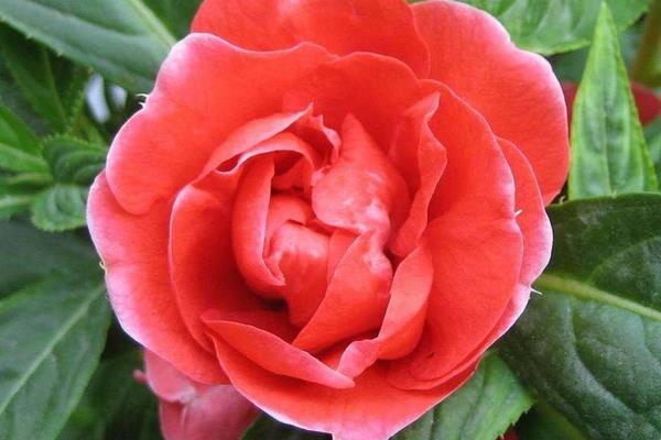 茶花鳳仙種子市場價格多少錢一斤 茶花鳳仙種子怎么種