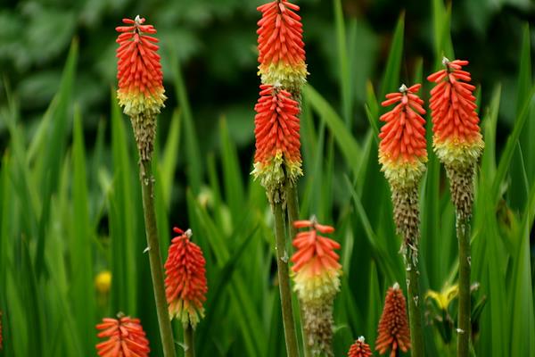 火炬花怎么澆水（多久澆一次水）火炬花種植方法