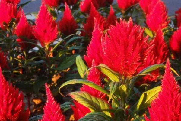 火炬花怎么澆水(多久澆一次水)火炬花種植方法