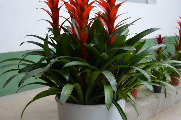 火炬花怎么澆水(多久澆一次水)火炬花種植方法