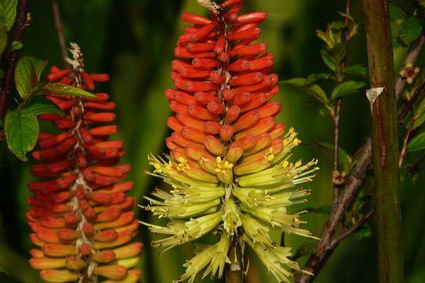 火炬花怎么澆水(多久澆一次水)火炬花種植方法