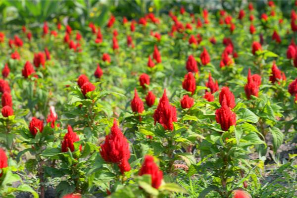 火炬花怎么澆水(多久澆一次水)火炬花種植方法