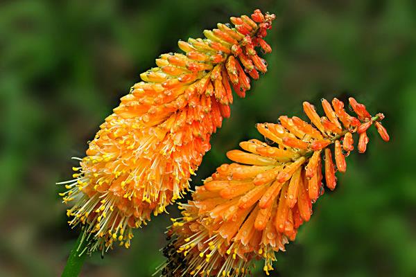 火炬花怎么澆水(多久澆一次水)火炬花種植方法