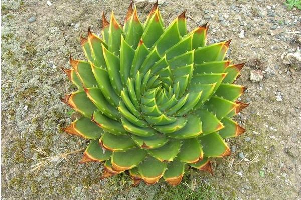 蘆薈女王市場價(jià)格多少錢一盆 蘆薈女王怎么種