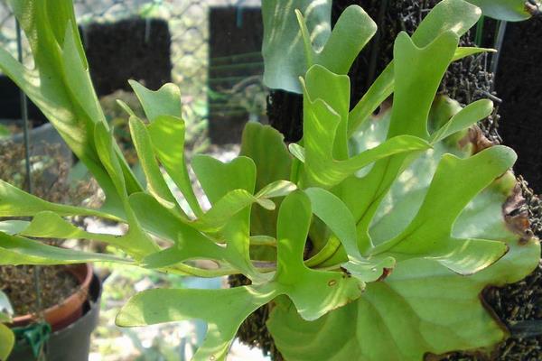 鹿角蕨圖片大全 鹿角蕨有哪些品種