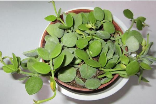 串錢藤有毒嗎 串錢藤能放在室內(nèi)臥室嗎