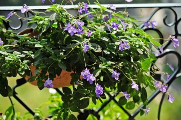 海豚花什么時候開花 海豚花花期是幾月