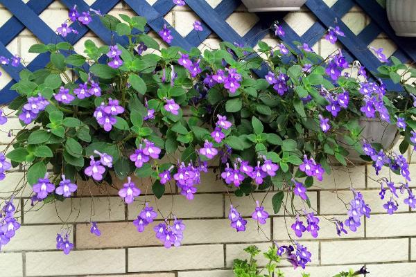 海豚花有毒嗎 海豚花可以放在室內臥室嗎