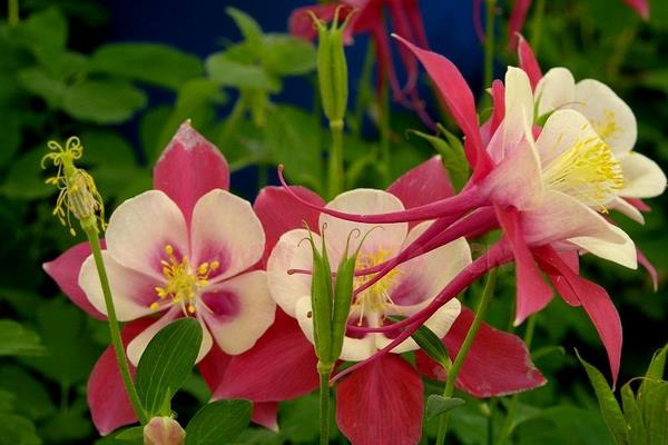 耬斗菜什么時候開花 耬斗菜花期是幾月