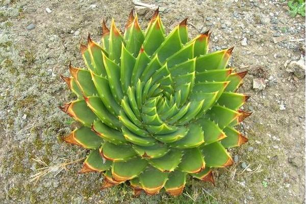 蘆薈女王圖片大全 蘆薈女王的花語