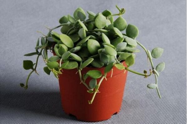 串錢藤怎么養(yǎng) 串錢藤養(yǎng)殖方法與注意事項