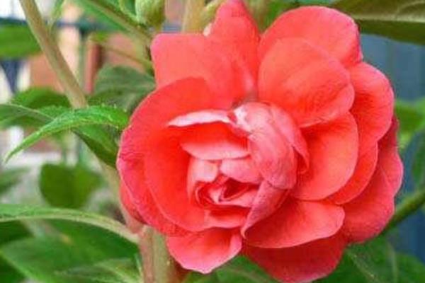 茶花鳳仙有毒嗎 茶花鳳仙能放在室內臥室嗎