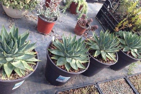 蘆薈女王圖片大全 蘆薈女王的花語