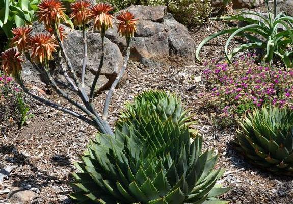 蘆薈女王圖片大全 蘆薈女王的花語