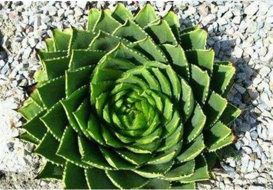 蘆薈女王圖片大全 蘆薈女王的花語