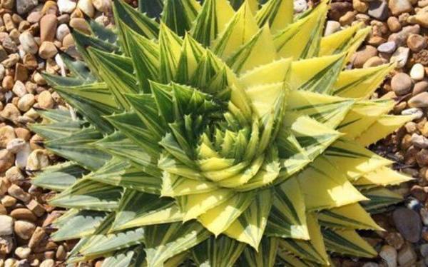 蘆薈女王圖片大全 蘆薈女王的花語