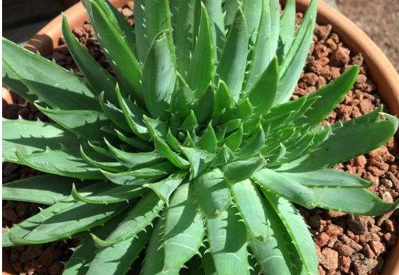 蘆薈女王圖片大全 蘆薈女王的花語