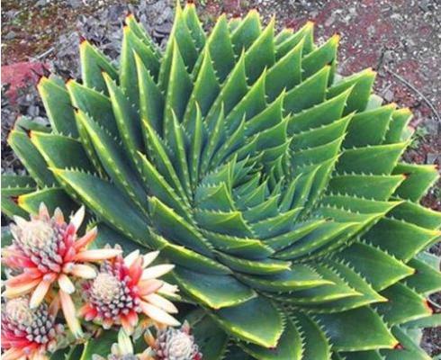 蘆薈女王圖片大全 蘆薈女王的花語