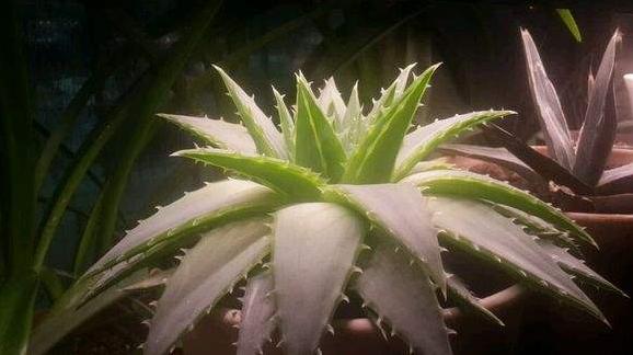 蘆薈女王圖片大全 蘆薈女王的花語