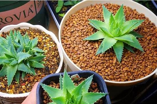 蘆薈女王圖片大全 蘆薈女王的花語