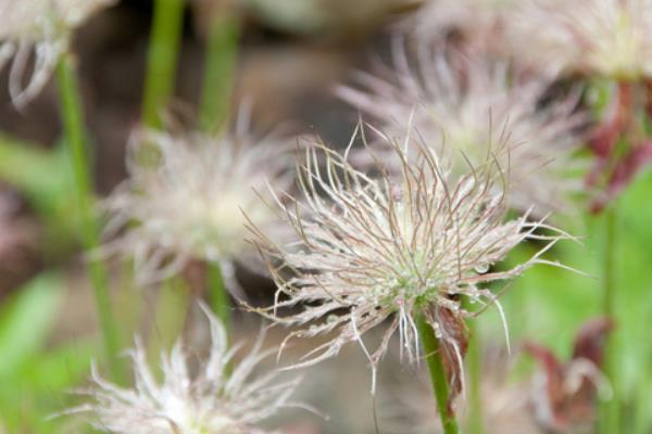 中藥白頭翁市場價格多少錢一斤 白頭翁的功效和作用