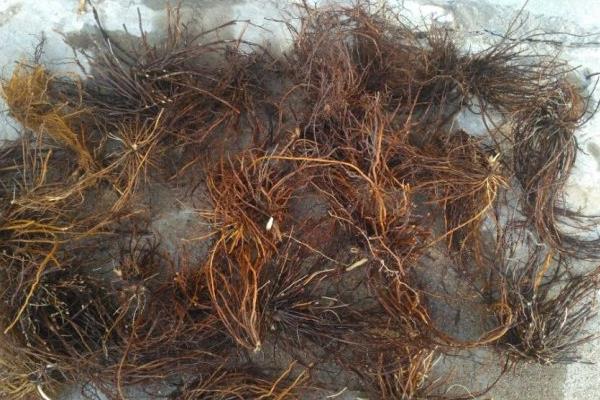 中藥白頭翁市場價格多少錢一斤 白頭翁的功效和作用