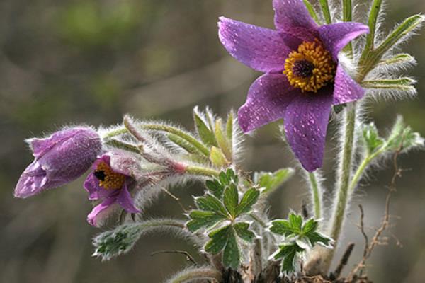 白頭翁花什么時候開 白頭翁花期是幾月