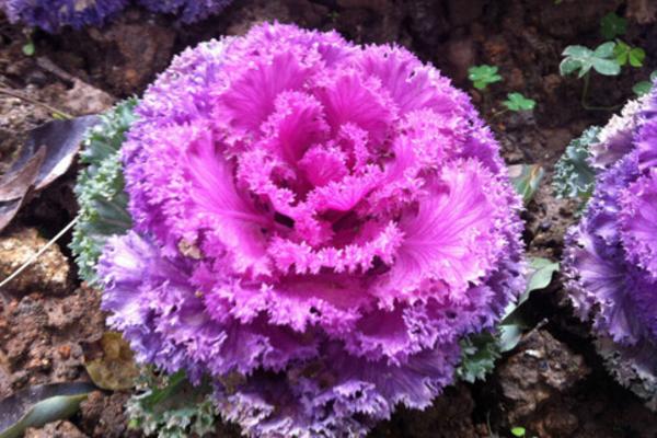 羽衣甘藍(lán)花什么時(shí)候種 羽衣甘藍(lán)的養(yǎng)殖方法和注意事項(xiàng)