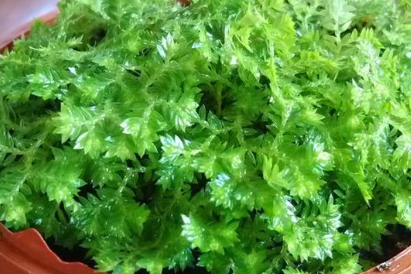 綠地珊瑚蕨怎么養 綠地珊瑚蕨養殖方法與注意事項