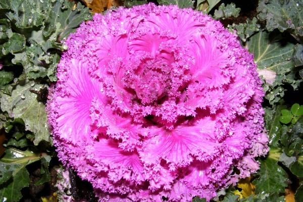 羽衣甘藍(lán)畝產(chǎn)量多少 種植羽衣甘藍(lán)效益怎么樣