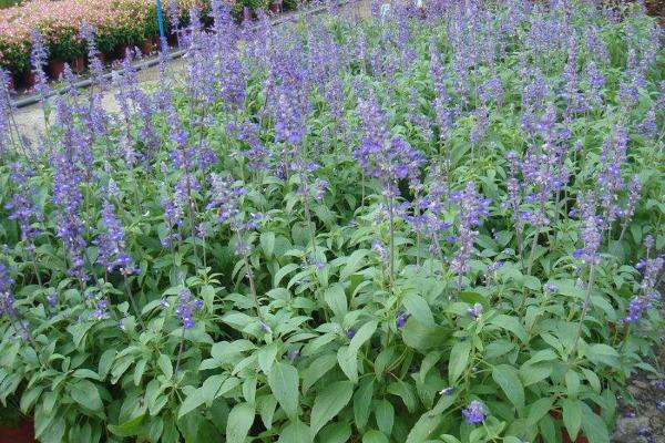 鼠尾草的功效與作用及禁忌 鼠尾草藥用價值