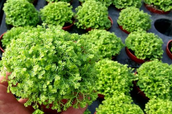 綠地珊瑚蕨有毒嗎 綠地珊瑚蕨能放在室內臥室嗎