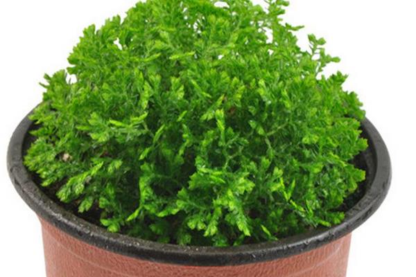 綠地珊瑚蕨有毒嗎 綠地珊瑚蕨能放在室內臥室嗎