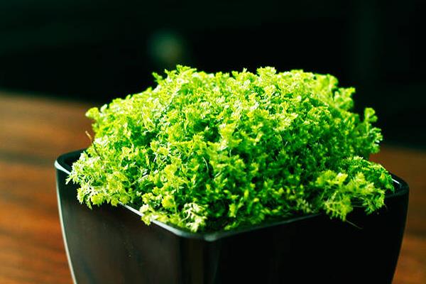 綠地珊瑚蕨有毒嗎 綠地珊瑚蕨能放在室內臥室嗎