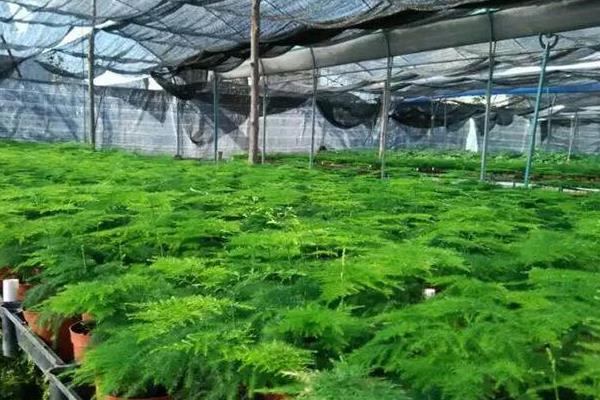 綠地珊瑚蕨有毒嗎 綠地珊瑚蕨能放在室內臥室嗎