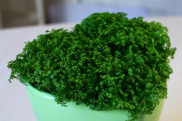 綠地珊瑚蕨有毒嗎 綠地珊瑚蕨能放在室內臥室嗎