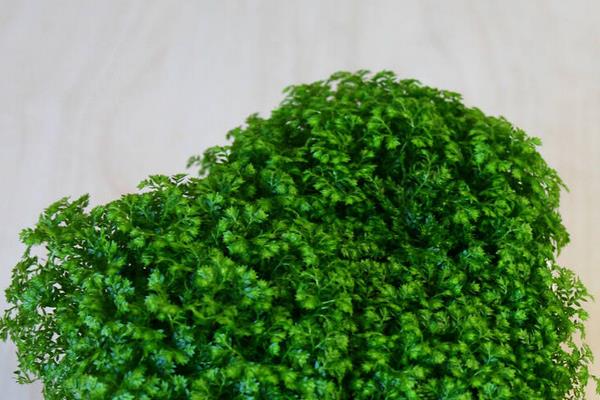 綠地珊瑚蕨有毒嗎 綠地珊瑚蕨能放在室內臥室嗎