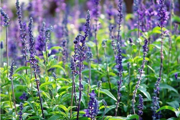鼠尾草怎么種 鼠尾草種植方法與注意事項