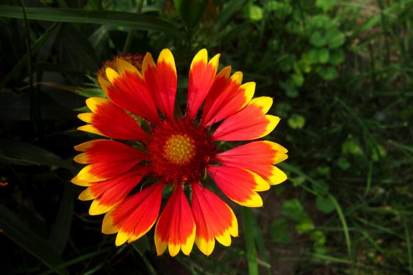 天人菊怎么種 天人菊種植方法與注意事項