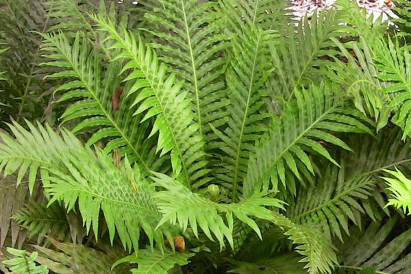 腎蕨的功效與作用及禁忌 腎蕨藥用價(jià)值