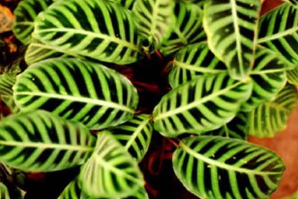 箭羽竹芋吸甲醛嗎 箭羽竹芋能凈化空氣嗎