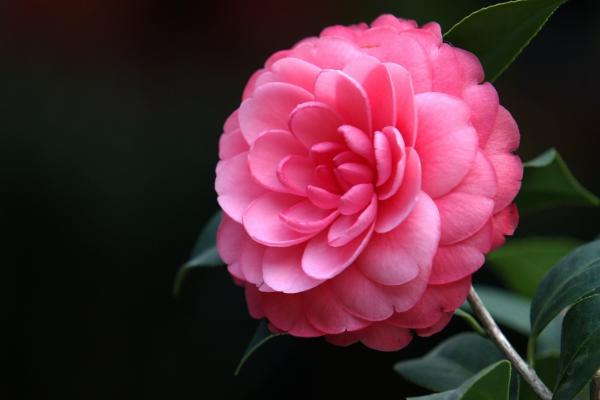 茶花家庭盆栽養殖技術 茶花能放在室內臥室嗎